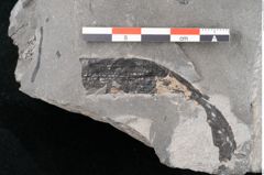 Foto (Detailansicht) von Asterocarpus meriani Brongniart (NHMW-GEO-2024-0188-10611)